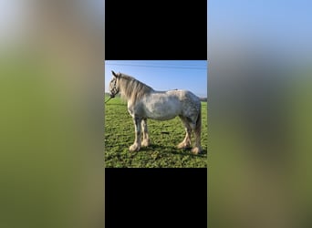 Shire Horse, Jument, 6 Ans, 170 cm, Gris pommelé