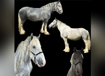 Shire Horse, Jument, 6 Ans, 194 cm, Gris
