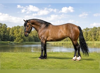 Shire Horse Croisé, Jument, 6 Ans, Isabelle