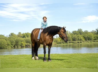 Shire Horse Croisé, Jument, 6 Ans, Isabelle