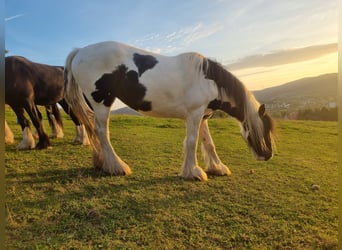 Shire Horse Croisé, Jument, 7 Ans, 167 cm, Pinto