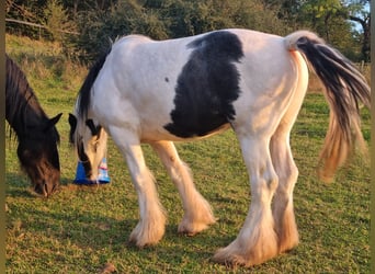 Shire Horse Croisé, Jument, 7 Ans, 167 cm, Pinto