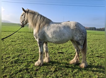 Shire Horse, Jument, 7 Ans, 175 cm, Gris pommelé