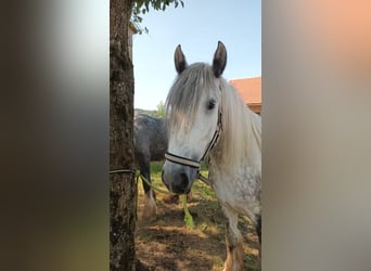Shire Horse, Jument, 7 Ans, 175 cm, Gris pommelé