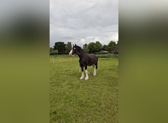 Shire Horse, Jument, 7 Ans, 175 cm, Noir