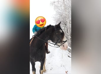 Shire Horse, Jument, 8 Ans, 180 cm, Rouan Bleu