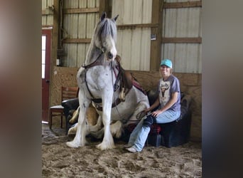 Shire Horse, Jument, 9 Ans, 168 cm, Sabino