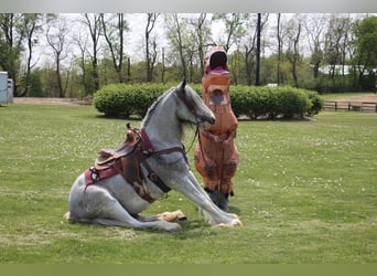 Shire Horse, Jument, 9 Ans, 168 cm, Sabino