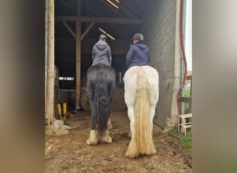 Shire Horse, Jument, 9 Ans, 175 cm, Gris