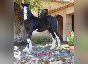 Shire Horse, Jument, Poulain (03/2024), 140 cm, Noir