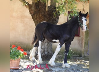 Shire Horse, Jument, Poulain (03/2024), 140 cm, Noir