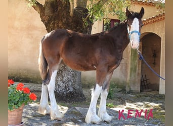 Shire Horse, Jument, Poulain (03/2024), 145 cm, Noir