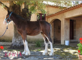 Shire Horse, Jument, Poulain (03/2024), 145 cm, Noir