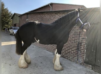 Shire Horse Croisé, Jument, Poulain (04/2026), Bai