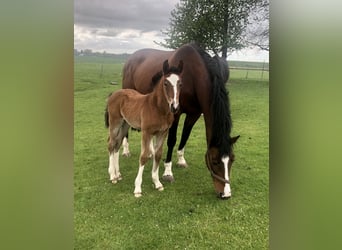 Shire Horse Croisé, Jument, Poulain (04/2026), Bai