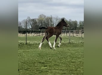 Shire Horse Croisé, Jument, Poulain (04/2026), Bai