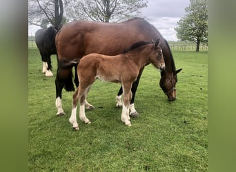 Shire Horse Croisé, Jument, Poulain (04/2026), Bai