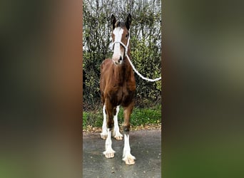 Shire Horse, Jument, Poulain (04/2025)