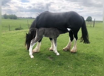 Shire Horse, Jument, Poulain (05/2026), Noir