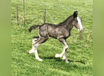 Shire Horse, Jument, Poulain (05/2026), Noir
