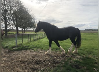 Shire Horse, Jument, Poulain (05/2026), Noir
