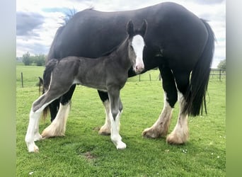 Shire Horse, Jument, Poulain (05/2026), Noir