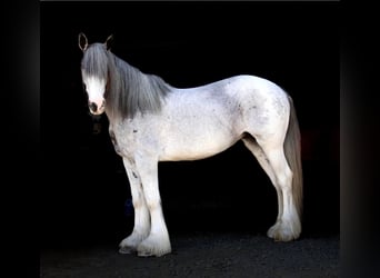 Shire Horse, Mare, 10 years, 16.2 hh, Sabino
