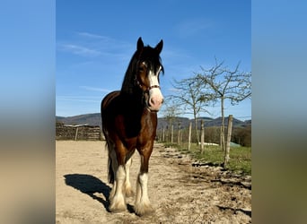 Shire Horse, Mare, 10 years, 17.2 hh, Brown