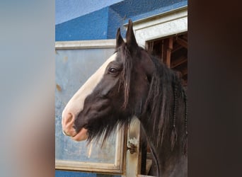 Shire Horse, Mare, 10 years, 17 hh, Brown