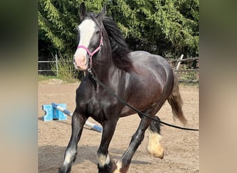 Shire Horse, Mare, 10 years, 17 hh, Brown