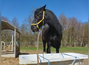 Shire Horse, Mare, 10 years, 17,1 hh, Black