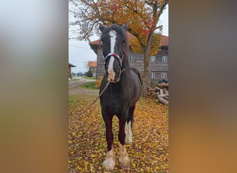 Shire Horse, Mare, 10 years, 17,1 hh, Black