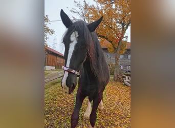 Shire Horse, Mare, 10 years, 17,1 hh, Black