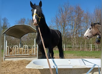 Shire Horse, Mare, 10 years, 17,1 hh, Black