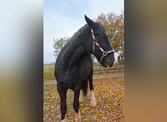 Shire Horse, Mare, 10 years, 17,1 hh, Black