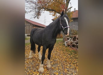 Shire Horse, Mare, 10 years, 17,1 hh, Black