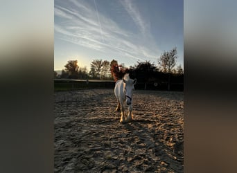 Shire Horse, Mare, 10 years, 17,2 hh, Grey