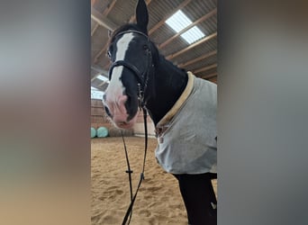 Shire Horse, Mare, 10 years, 18,2 hh, Black