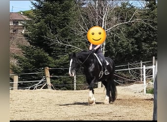 Shire Horse, Mare, 10 years, 18,2 hh, Black