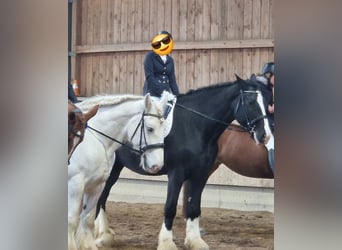 Shire Horse, Mare, 10 years, 18,2 hh, Black