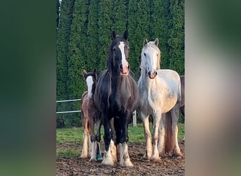 Shire Horse, Mare, 10 years, 18,2 hh, Black