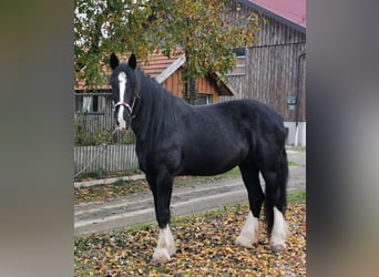 Shire Horse, Mare, 10 years, 18 hh, Black Shire Horse, Mare, 10 years, 18 hh, Black