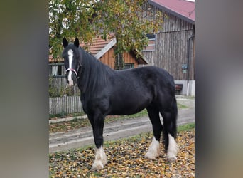 Shire Horse, Mare, 10 years, 18 hh, Black Shire Horse, Mare, 10 years, 18 hh, Black