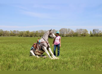 Shire Horse, Mare, 11 years, 16,2 hh, Sabino