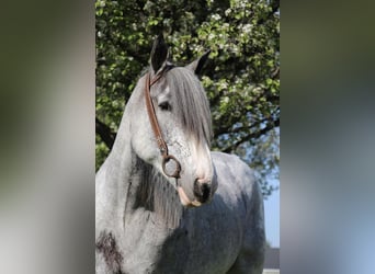 Shire Horse, Mare, 11 years, 16,2 hh, Sabino