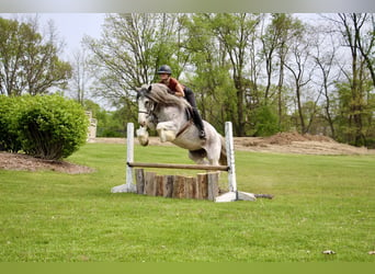 Shire Horse, Mare, 11 years, 16,2 hh, Sabino