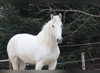 Shire Horse, Mare, 11 years, 17.2 hh, Gray