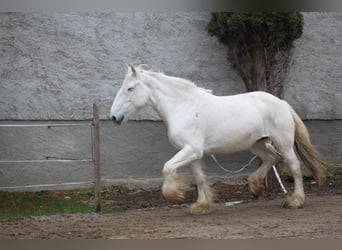 Shire Horse, Mare, 11 years, 17.2 hh, Gray
