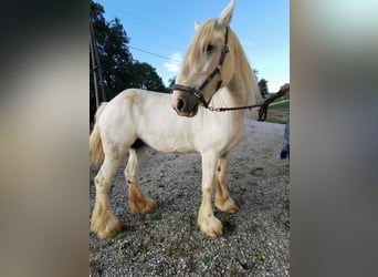 Shire Horse, Mare, 11 years, 17.2 hh, Grey