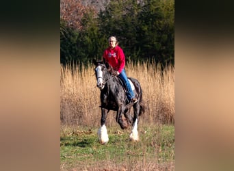 Shire Horse, Mare, 11 years, 17 hh, Black